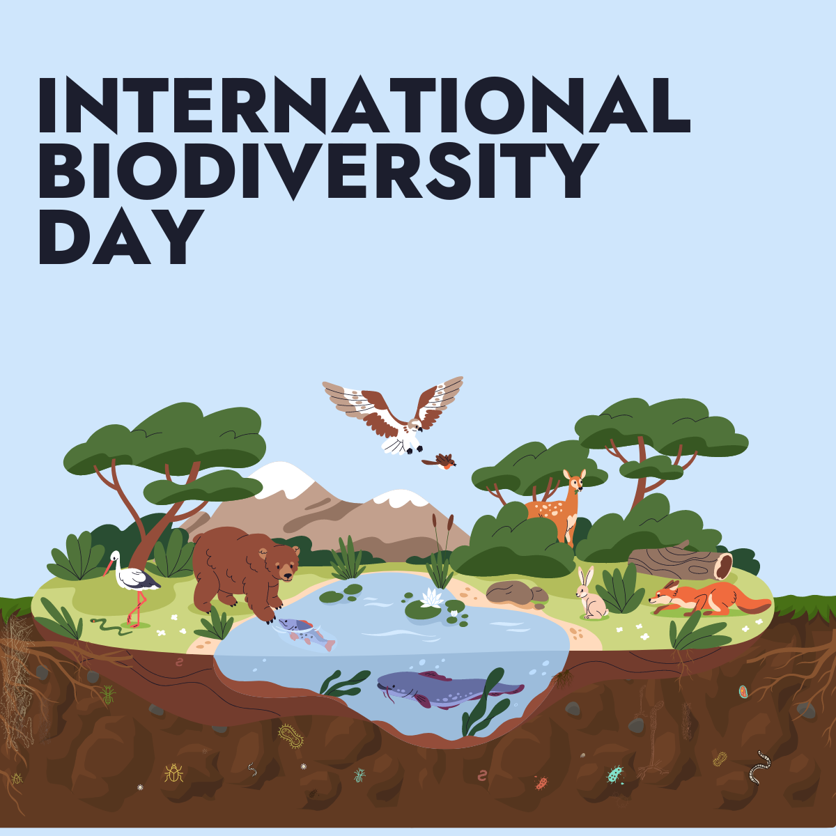 International Biodiversity Day From Agreement to Action Build Back